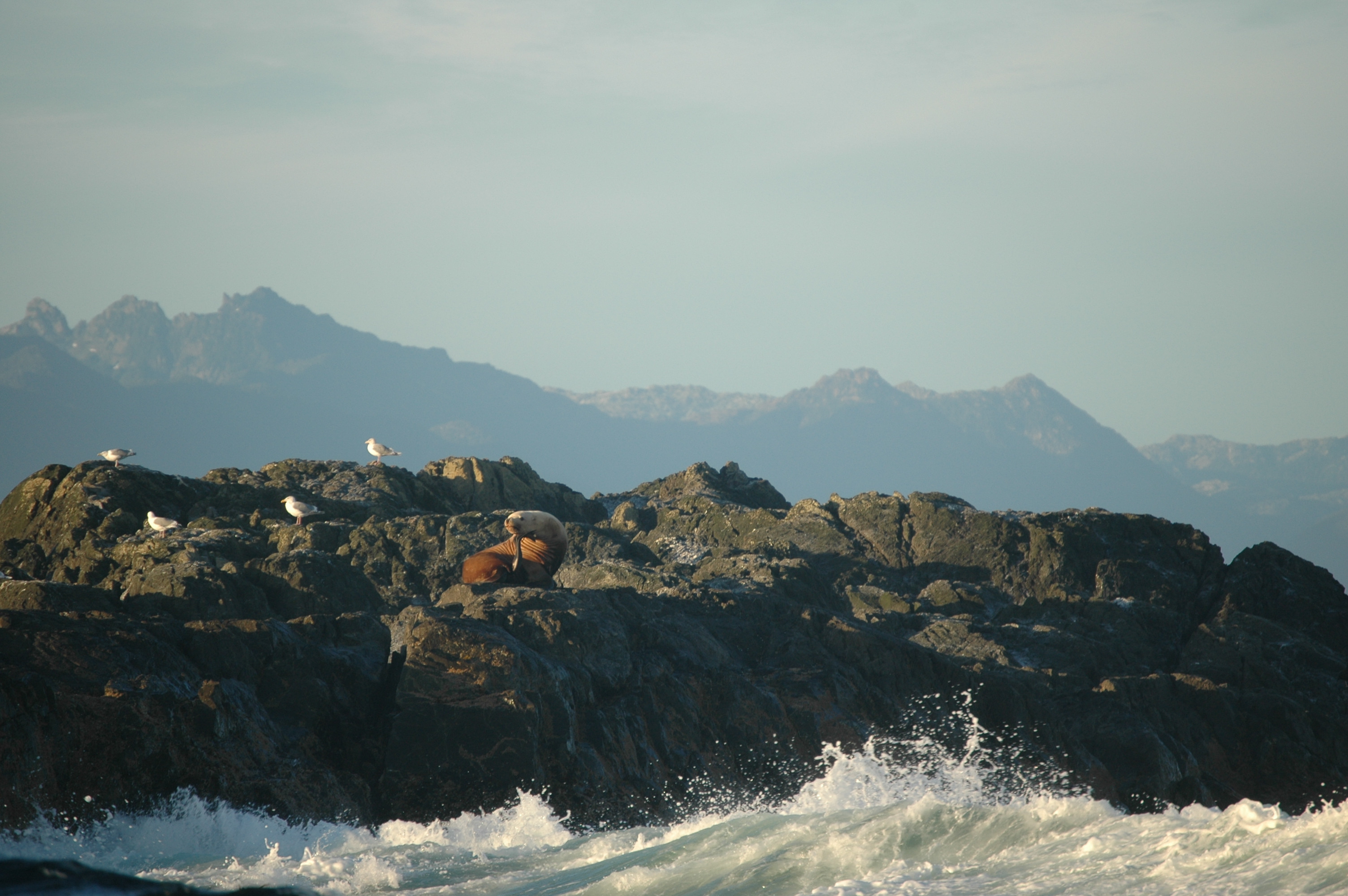 photos/wildlife/Mammal_Species/Steller Sea Lion/20070920-Canada-10.jpg